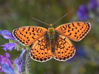 Brenthis hecate D. & S. adulte - �Philippe Mothiron