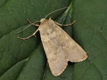 Rhyacia helvetina Bsdv. adulte - �Lionel Taurand