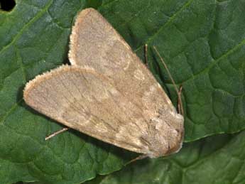 Rhyacia helvetina Bsdv. adulte - �Philippe Mothiron