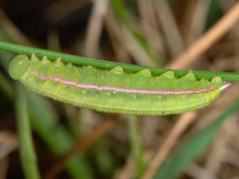  Chenille de Coenonympha hero L. - �Wolfgang Wagner, www.pyrgus.de