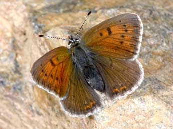 Lycaena hippothoe L. adulte - �Philippe Mothiron