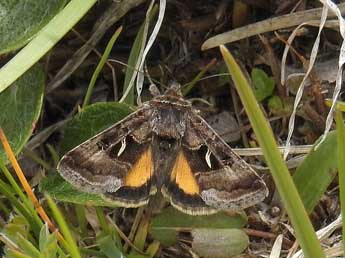 Syngrapha hochenwarthi Hochenwart adulte - �Jean-Pierre Lamoline