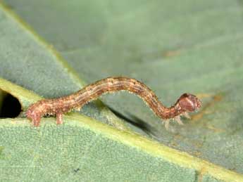  Chenille de Gerinia honoraria D. & S. - �Philippe Mothiron