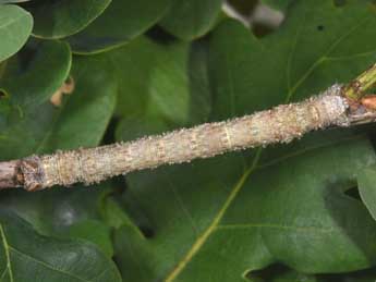  Chenille de Gerinia honoraria D. & S. - �Philippe Mothiron