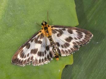 Anania hortulata L. adulte - �Philippe Mothiron
