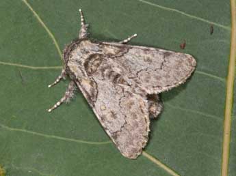 Raphia hybris Hb. adulte - �Philippe Mothiron