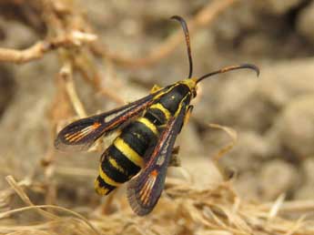 Bembecia iberica Spatenka adulte - �Ruben Meert