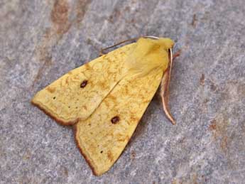 Cirrhia icteritia Hfn. adulte - �Lionel Taurand