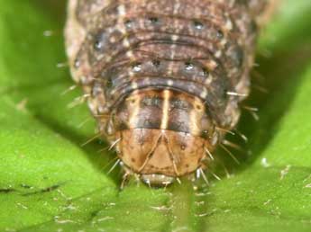  Chenille de Eriopygodes imbecilla F. - �Philippe Mothiron