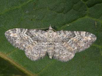 Eupithecia impurata Hb. adulte - �Philippe Mothiron