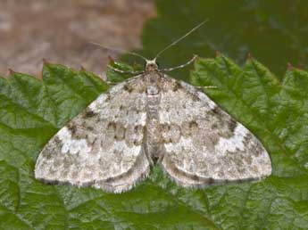 Perizoma incultaria H.-S. adulte - �Philippe Mothiron