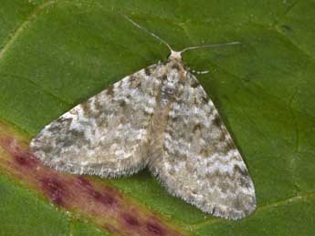 Perizoma incultaria H.-S. adulte - �Philippe Mothiron