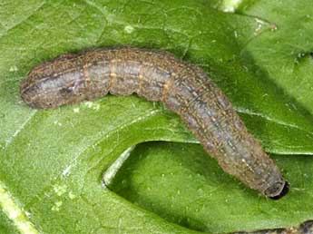  Chenille de Caradrina ingrata Stgr - �Wolfgang Wagner, www.pyrgus.de