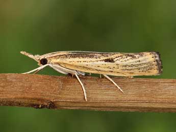 Agriphila inquinatella D. & S. adulte - �Lionel Taurand