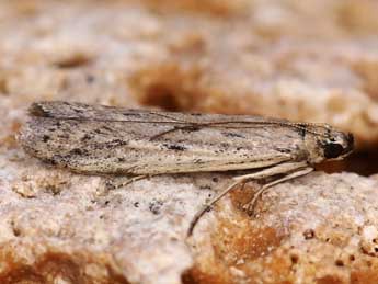 Phycitodes inquinatella Rag. adulte - �Lionel Taurand