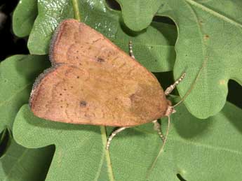 Noctua interjecta Hb. adulte - �Philippe Mothiron