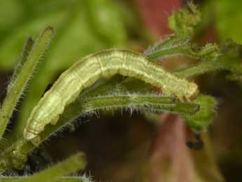  Chenille de Eupithecia inturbata Hb. - �Philippe Mothiron