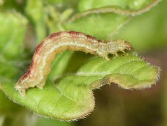  Chenille de Eupithecia inturbata Hb. - �Philippe Mothiron