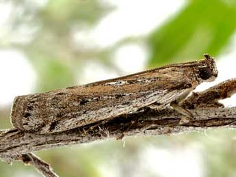 Huertasiella italogallicella Mill. adulte - �Friedmar Graf