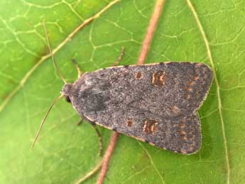 Caradrina kadenii Frr adulte - �Philippe Mothiron