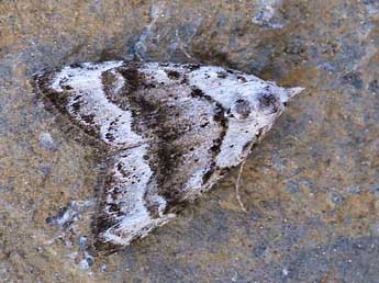 Nola kruegeri Trti adulte - �Lionel Taurand