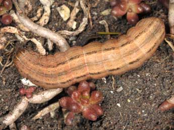  Chenille de Mythimna l-album L. - �Wolfgang Wagner, www.pyrgus.de