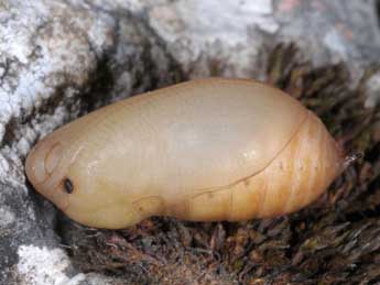  Chrysalide de Melanargia lachesis Hb. - �Wolfgang Wagner, www.pyrgus.de