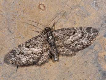 Eupithecia lariciata Frr adulte - �Philippe Mothiron