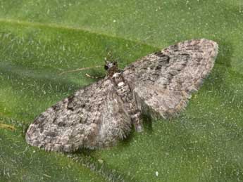 Eupithecia lariciata Frr adulte - �Philippe Mothiron