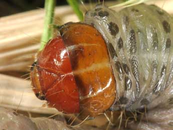  Chenille de Apamea lateritia Hfn. - �Wolfgang Wagner, www.pyrgus.de