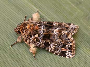 Callopistria latreillei Dup. adulte - �Lionel Taurand