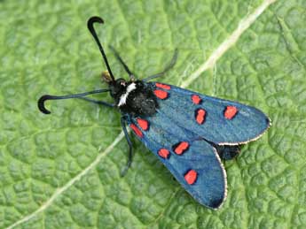 Zygaena lavandulae Esp. adulte - �Philippe Mothiron