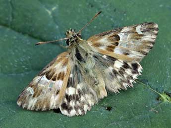 Muschampia lavatherae Esp. adulte - �Lionel Taurand