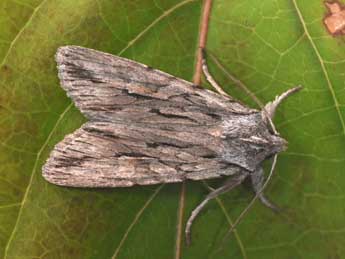 Lithophane leautieri Bsdv. adulte - �Philippe Mothiron