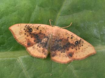 Cyclophora lennigiaria Fuchs adulte - �Philippe Mothiron