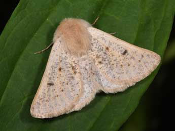 Dyscia lentiscaria Donz. adulte - �Philippe Mothiron