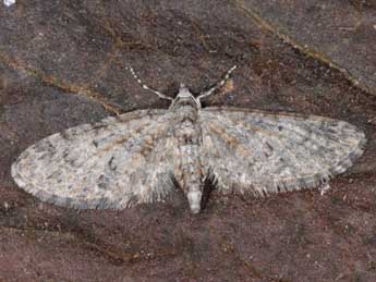 Eupithecia lentiscata Mab. adulte - �Wolfgang Wagner, www.pyrgus.de