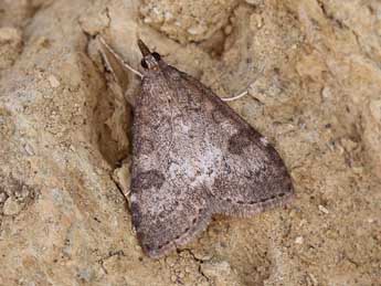 Udea lerautalis Tautel adulte - �Lionel Taurand