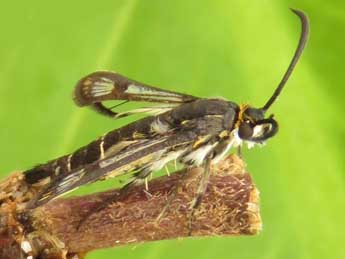 Pyropteron leucomelaenum Z. adulte - �Rudi Goossens