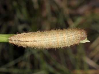  Chenille de Erebia ligea L. - �Wolfgang Wagner, www.pyrgus.de