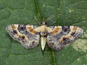 Eupithecia linariata D. & S. adulte - �Lionel Taurand