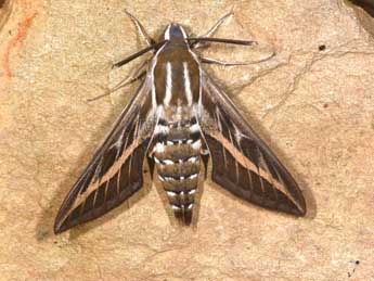 Hyles livornica Esp. adulte - �Philippe Mothiron