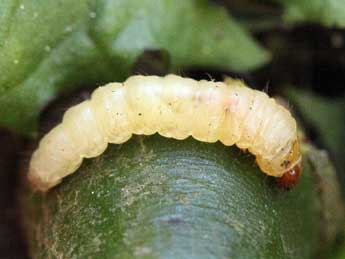  Chenille de Synanthedon loranthi Kral. - �Daniel Morel