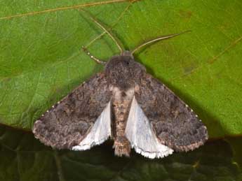 Aporophyla lueneburgensis Frr adulte - �Philippe Mothiron