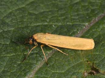 Indalia lutarella L. adulte - �Philippe Mothiron