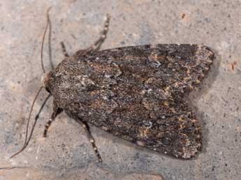 Apamea maillardi Gey. adulte - �Philippe Mothiron