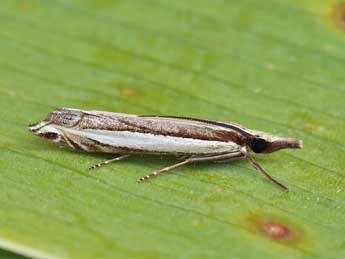 Angustalius malacellus Dup. adulte - �Lionel Taurand