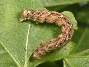  Chenille de Larentia malvata Rbr - �Philippe Mothiron