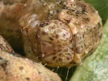  Chenille de Larentia malvata Rbr - �Philippe Mothiron