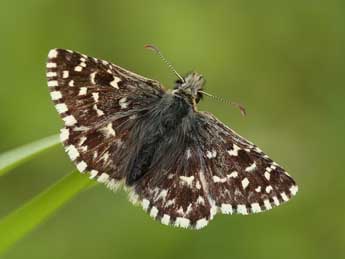 Pyrgus malvoides Elw. & Ed. adulte - �Lionel Taurand